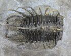 Spine-On-Spine Koneprusia Trilobite - Spectacular #40349-6